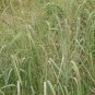 1000 Switchgrass Switch Grass Seeds ‘Cave In Rock’ Panicum virgatum Seed