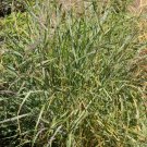 2000 Switchgrass Switch Grass Seeds ‘Dacotah’ Panicum virgatum Seed