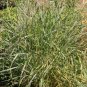 2000 Switchgrass Switch Grass Seeds ‘Dacotah’ Panicum virgatum Seed