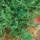 1000 Thyme Seeds Common Garden Herb Heirloom Seed 1000 Thyme Seeds Common Garden Herb Heirloom Seed