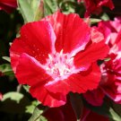500 Godetia Scarlet Flower Seeds Native Wildflower Clarkia amoena Seed 500 Godetia Scarlet Flower Seeds Native Wildflower Clarkia amoena Seed