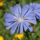 1000 Chicory Seeds Cichorium intybus Seed