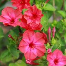100 Red Four O’Clock Flower Seeds Mirabilis jalapa Seed 100 Red Four O’Clock Flower Seeds Mirabilis jalapa Seed