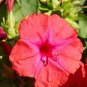 100 Red Four O’Clock Flower Seeds Mirabilis jalapa Seed