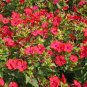 100 Red Four O’Clock Flower Seeds Mirabilis jalapa Seed