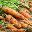 2000 KURODA SHIN Carrot Seeds Heirloom Fresh Seed 2000 KURODA SHIN Carrot Seeds Heirloom Fresh Seed