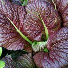 250 Red Giant Mustard Seeds Organic Heirloom Fresh Seed 250 Red Giant Mustard Seeds Organic Heirloom Fresh Seed
