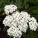 1000 White Yarrow Achillea Millefolium Flower Herb Seeds