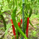 250 Red Cayenne Chili Peppers Seeds 250 Red Cayenne Chili Peppers Seeds