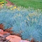 5000 BLUE FESCUE Ornamental Grass Seeds Clumping Drought Tolerant 5000 BLUE FESCUE Ornamental Grass Seeds Clumping Drought Tolerant