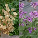 250 Money Plant Flower Seeds Silver Dollars Great For Dried Arrangements 250 Money Plant Flower Seeds Silver Dollars Great For Dried Arrangements