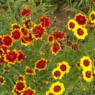 3000 Coreopsis Flower Seeds tinctoria Dwarf Plains Wildflower Seed 3000 Coreopsis Flower Seeds tinctoria Dwarf Plains Wildflower Seed