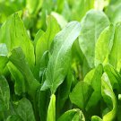 500 Organic Sorrel Seeds Large Leaf Heirloom Fresh Seed 500 Organic Sorrel Seeds Large Leaf Heirloom Fresh Seed