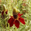 2000 Dwarf Red Coneflower Flower Seeds Ratibida columnifera Seed 2000 Dwarf Red Coneflower Flower Seeds Ratibida columnifera Seed
