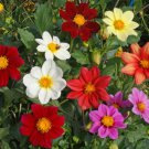 50 Dahlia Flower Seeds Variabilis Dwarf Single Mixed Seed 50 Dahlia Flower Seeds Variabilis Dwarf Single Mixed Seed