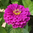 100 Zinnia Purple Prince Flower Seeds Zinnia Elegans Seed