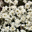 1000 WHITE ALPINE ROCKCRESS Flower Seeds Rock Cress Arabis Alpina Seed 1000 WHITE ALPINE ROCKCRESS Flower Seeds Rock Cress Arabis Alpina Seed