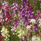 5000 Spurred Snapdragon Northern Lights Flower Seeds Linaria Maroccana Seed 5000 Spurred Snapdragon Northern Lights Flower Seeds Linaria Maroccana Seed