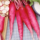 500 China Rose Radish Seeds Heirloom Fresh Seed 500 China Rose Radish Seeds Heirloom Fresh Seed