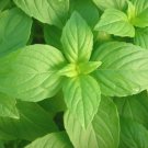 1000 Lemon Basil Seeds Culinary Garden Herb Heirloom Seed 1000 Lemon Basil Seeds Culinary Garden Herb Heirloom Seed