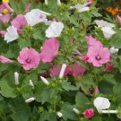 1oz Tree Mallow Flower Seeds Pink/White Lavatera trimestris Aprox 4300 Seeds 1oz Tree Mallow Flower Seeds Pink/White Lavatera trimestris Aprox 4300 Seeds