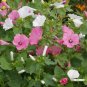 1oz Tree Mallow Flower Seeds Pink/White Lavatera trimestris Aprox 4300 Seeds