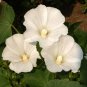 1oz Tree Mallow Flower Seeds Pink/White Lavatera trimestris Aprox 4300 Seeds