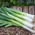 500 American Flag Leeks Seeds Allium Heirloom Seed 500 American Flag Leeks Seeds Allium Heirloom Seed