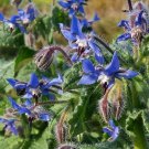 150 BLUE STAR BORAGE Herb Flower Seeds Borago Officinalis Edible Flowers Seed 150 BLUE STAR BORAGE Herb Flower Seeds Borago Officinalis Edible Flowers Seed