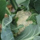 500 Cauliflower Seeds Self-Blanche Heirloom Fresh Seed 500 Cauliflower Seeds Self-Blanche Heirloom Fresh Seed