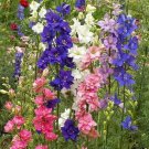 500 Delphinium Rocket Larkspur Flower Seeds Giant Imperial Mix Seed 500 Delphinium Rocket Larkspur Flower Seeds Giant Imperial Mix Seed
