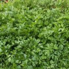 1oz Italian Parsley Seeds Culinary Herb Heirloom Gardening Approx 18,000 Seeds