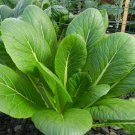 1oz Komatsuna Seeds Spinach Mustard Tendergreen approx 17,000 Seeds 1oz Komatsuna Seeds Spinach Mustard Tendergreen approx 17,000 Seeds