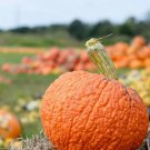 75 Hubbard Golden Winter Squash Fresh Seeds 75 Hubbard Golden Winter Squash Fresh Seeds