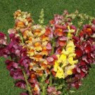 1oz Snapdragon Flower Seeds Giant Tetra Mix Antirrhinum Majus (212,000 Seeds) 1oz Snapdragon Flower Seeds Giant Tetra Mix Antirrhinum Majus (212,000 Seeds)