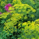 1oz Bouquet Dill Seeds Anethum Graveolens Herb Heirloom Approx 20,000 Seeds