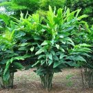 6 Live Roots Organic Spicy Thai Ginger Galangal Root Rhizome Alpinia Galanga 6 Live Roots Organic Spicy Thai Ginger Galangal Root Rhizome Alpinia Galanga