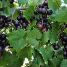 12 Fresh Vine Clippings Muscadine Grapes Vitis - Super food - Wild Grown Organic 12 Fresh Vine Clippings Muscadine Grapes Vitis - Super food - Wild Grown Organic