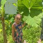 3 Live Root Bulbs Giant Elephant Ear Bulbs Colocasia-LG Organic Self Reproducing
