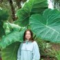 3 Live Root Bulbs Giant Elephant Ear Bulbs Colocasia-LG Organic Self Reproducing