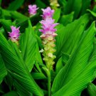 4 Live Roots  Organic Turmeric Tuber Bulbs - Prepped for Growing - Organic