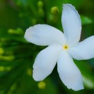 5 live Clippings - Crape Jasmine - Tabernaemontana divaricata - Organic 5 live Clippings - Crape Jasmine - Tabernaemontana divaricata - Organic