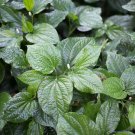 6 Live Plants, Piper Sarmentosum Kaduk - Wild Grown Organic - Asian Cooking 6 Live Plants, Piper Sarmentosum Kaduk - Wild Grown Organic - Asian Cooking