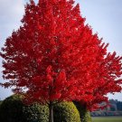12 Fresh Clippings Red Maple Tree Acer Rubrum Wild Grown Organic Attracts Birds