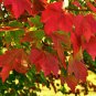 12 Fresh Clippings Red Maple Tree Acer Rubrum Wild Grown Organic Attracts Birds