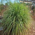 24 Fresh Lemongrass Bulbs for Growing Cymbopogon - Sereh - Organic Medicinal USA 24 Fresh Lemongrass Bulbs for Growing Cymbopogon - Sereh - Organic Medicinal USA