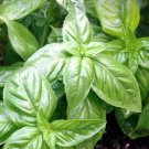 250 Italian Large Leaf Basil Seeds Culinary Herb Great For Pesto 250 Italian Large Leaf Basil Seeds Culinary Herb Great For Pesto
