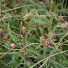 500 Burnet Herb Flower Seeds Forage Flower Herb Sanguisorba minor 500 Burnet Herb Flower Seeds Forage Flower Herb Sanguisorba minor