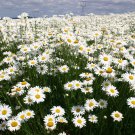 1oz DWARF SHASTA DAISY Chrysanthemum Flower Seeds Silver Princess Approx 24,000 1oz DWARF SHASTA DAISY Chrysanthemum Flower Seeds Silver Princess Approx 24,000