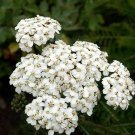 1oz White Yarrow Achillea Millefolium Flower Herb Seeds Approx 174,000 Seeds